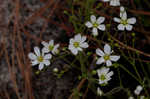 Pine barren stitchwort